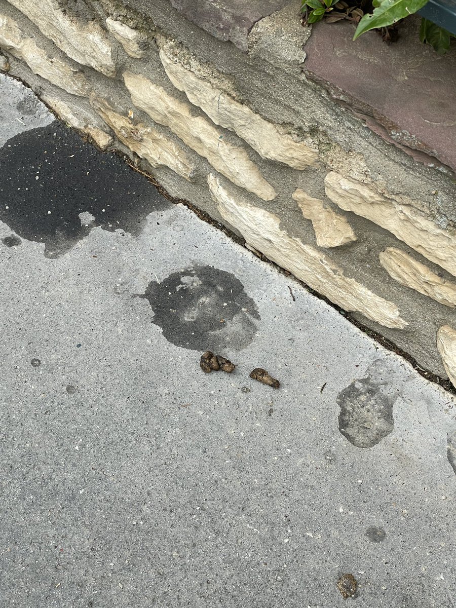 parclegall's tweet photo. Sur le chemin de l’école… des déjections canines sur tout le trajet, tous les jours. 
@nathalielav @E_Coblence @pierrebenabbou @jerome_coumet #touchepasamonparc #nonaucaniparcaLeGall https://t.co/1ilMIYRxIb
