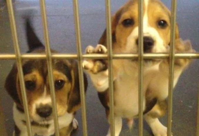Chelle83Mc's tweet image. @RealPOGDogs perhaps you could help share with your followers about the mass breeding facility based in the UK called MBR Acres that breed beautiful beagle puppies for the animal testing industry 😭