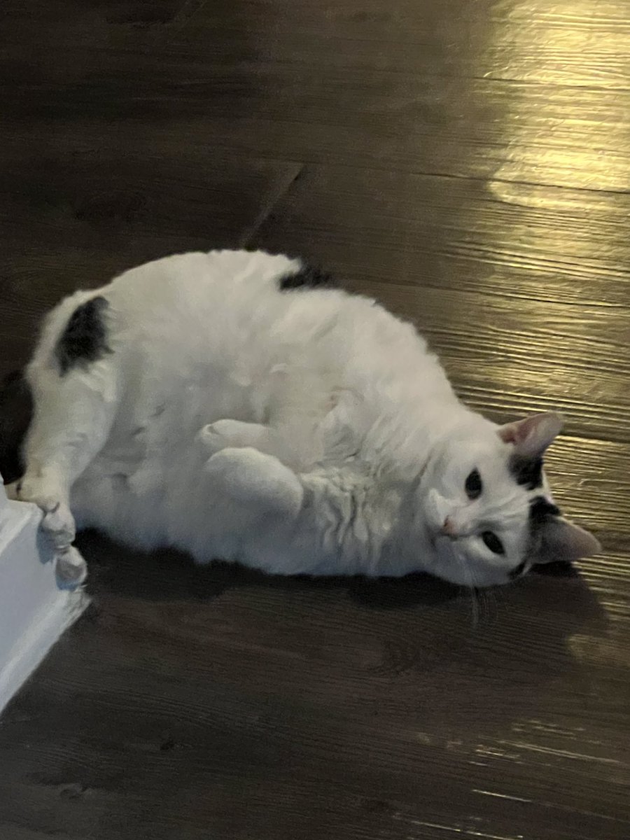 RECLAWED tweet media