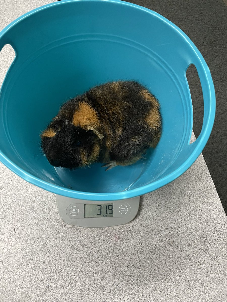 talicowen's tweet photo. Another class got Guinea pigs as class pets so today in math we are weighing them to compare decimals. Took Teddy and Milo for a test run this morning https://t.co/kgRL1OXcti