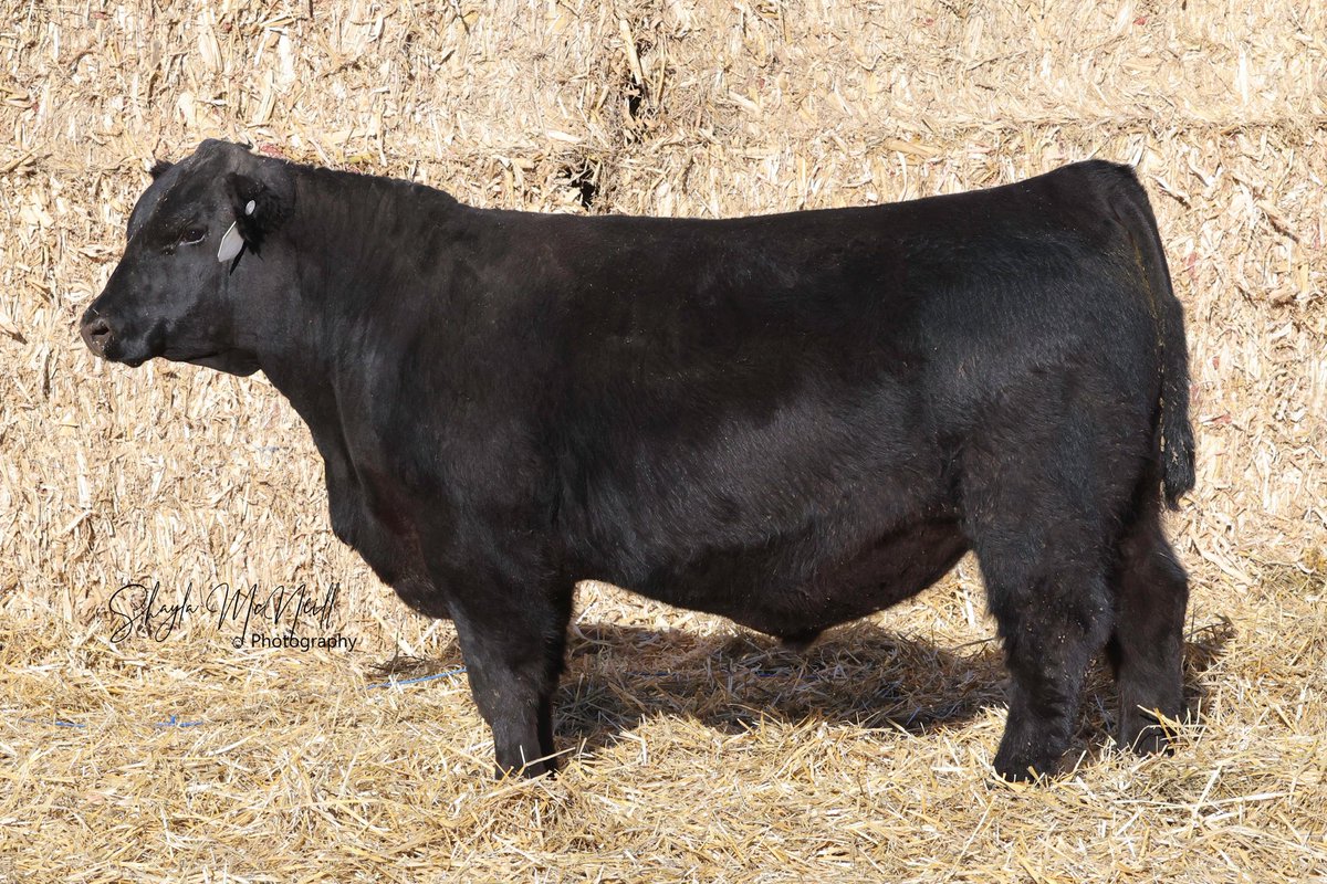 Lot 20 (AAA# 20148756) sired by KG Justified 3023. Calving ease prospect. Tremendous phenotype. Sells in our 17th annual sale on March 5, 2022, along with 65 more herd bull prospects. 

Head over to the website to request a catalog: igabullsale.com/contact-us