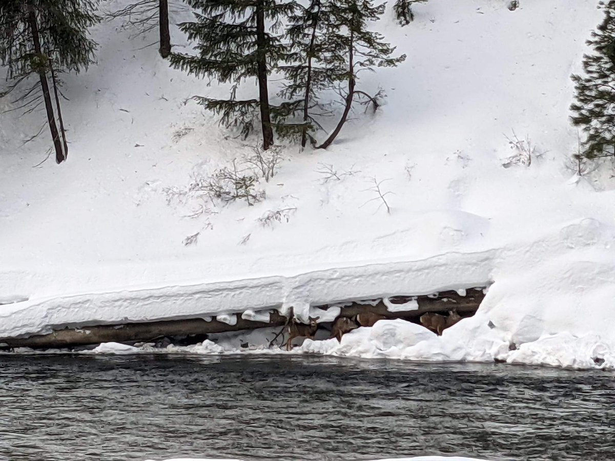 One concern when we reopen US 2: Deer like these we recently saw hunkering down near the Wenatchee River. The snow is too deep/unstable for them to climb canyon walls and the only place for them to walk is in the single plowed lane or blower cut. (1/2)