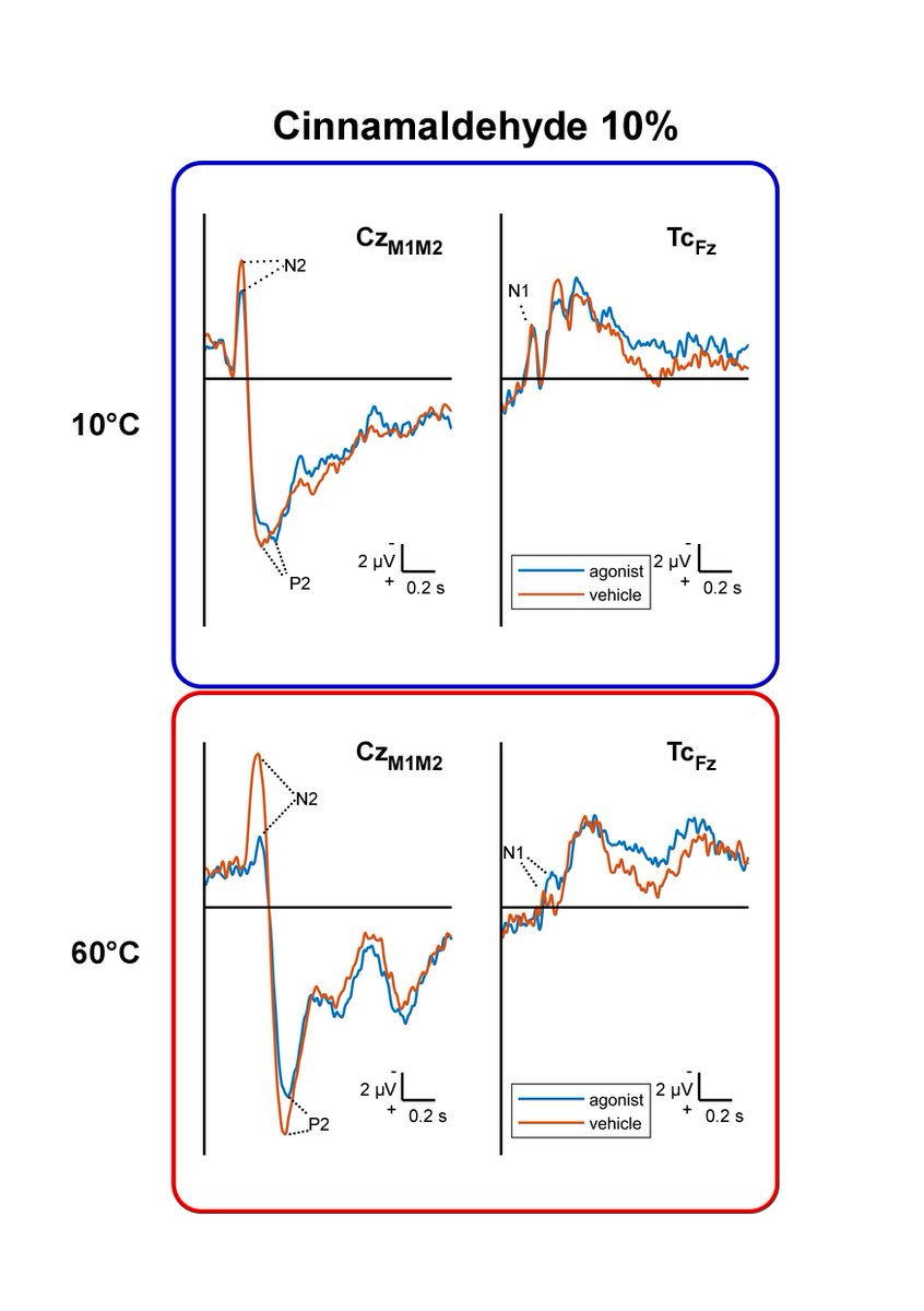 Combining topical agonists with the recording of ERPs to probe the functional involvement of TRPM8, TRPA1 and TRPV1 in heat and cold transduction in the human skin. New paper by @arthur_courtin!  jpain.org/article/S1526-…