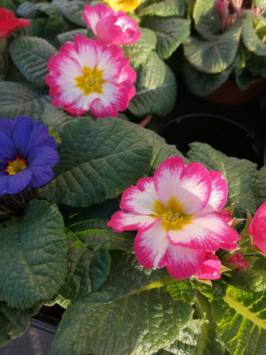ComberFarmersMarket (@combermarket) on Twitter photo Ballyhenry Baskets and Blooms return to <a href="/ComberMarket/">ComberFarmersMarket</a> on Thurs 3 Feb with a wide range of locally grown Winter & Spring bedding plants and bulbs. Perfect to brighten up your garden in 2022.
#ComberFarmersMarket #BestNILocalMarket #SupportLocal #beddingplants #flowers #bulbs Ballyhenry Baskets and Blooms return to <a href="/ComberMarket/">ComberFarmersMarket</a> on Thurs 3 Feb with a wide range of locally grown Winter & Spring bedding plants and bulbs. Perfect to brighten up your garden in 2022.
#ComberFarmersMarket #BestNILocalMarket #SupportLocal #beddingplants #flowers #bulbs