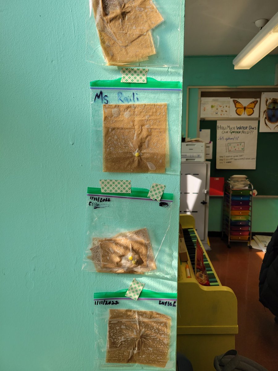 HeyBccs's tweet image. While the weather outside is frigid, inside BCCS we are keeping our hearts and brains actively warm and filled with the wonder and enchantment of learning! @ExecSuptKWatts @D16SuptYMartin @FabayoMcintosh @BKNorthNYCDOE @NequanMclean #welovebccs