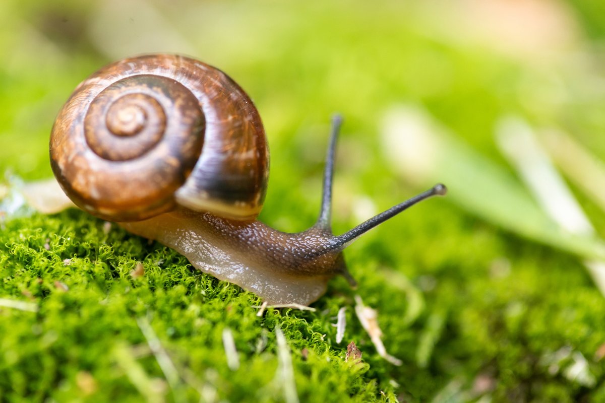One fix for the invasive European garden snail? Introduce a decollate snail or two, which eat European garden snails ravenously. That’s biological pest control, folks! (2/2) bit.ly/3G9LRZX