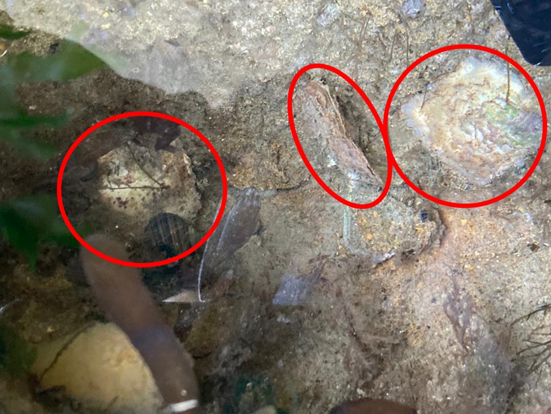 jessmarbio's tweet photo. And (not to brag but...) we found several #nativeoysters (Ostrea edulis) in the #marineff rockpools - a big deal considering the large Pacific oyster (Magallana gigas) farm in the harbour. The final tally is to be confirmed but we found as many as three in one rockpool 1/2 https://t.co/FZq7MV47HN