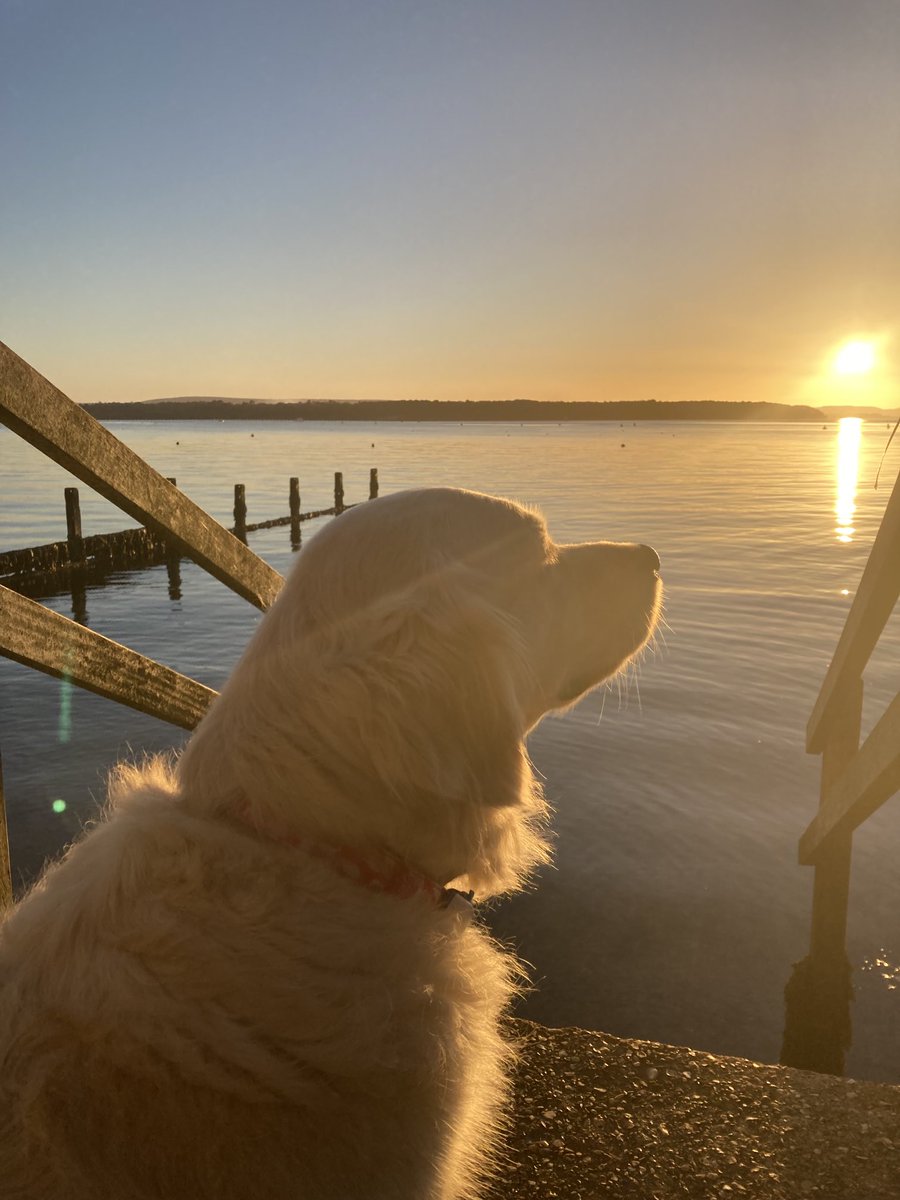 This afternoon I’m being a truly Golden Retriever and watching the sun go down over #PooleHarbour.