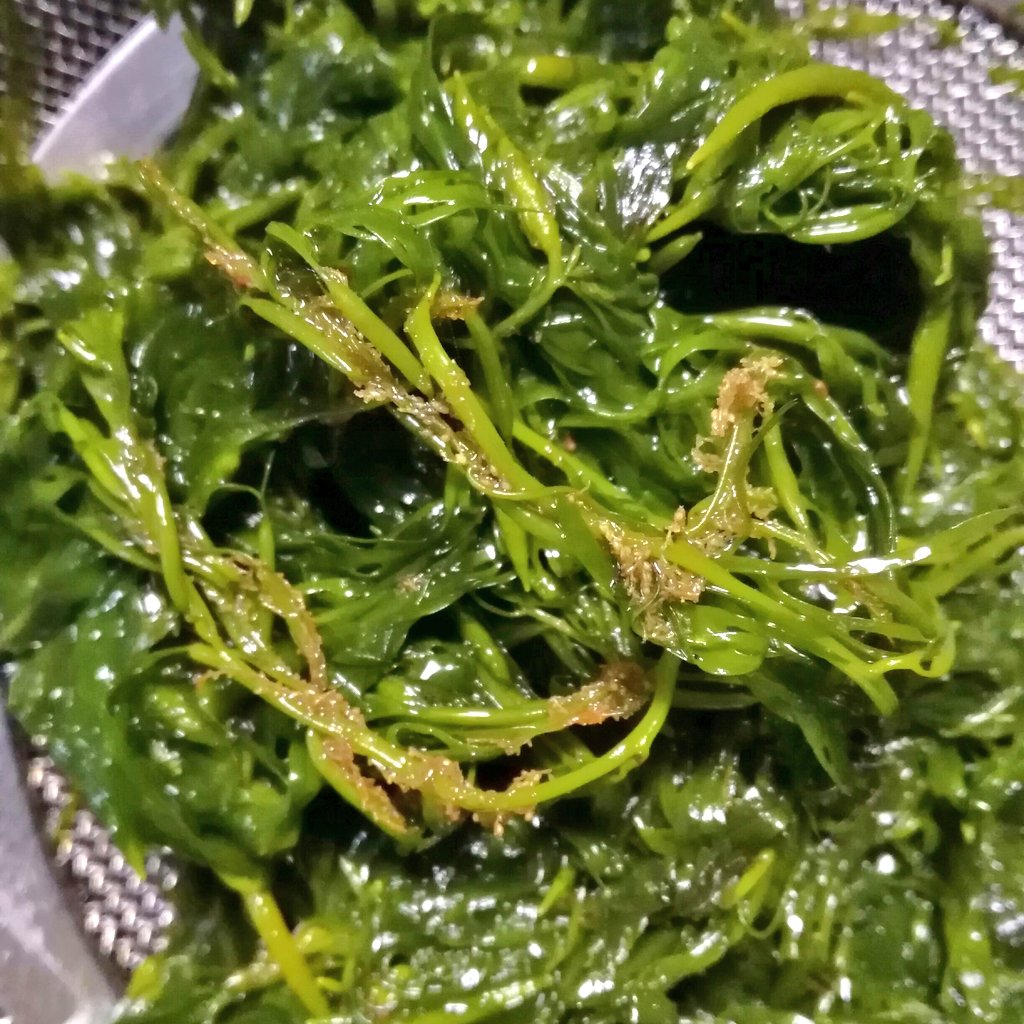 تويتر こいさん Coi San