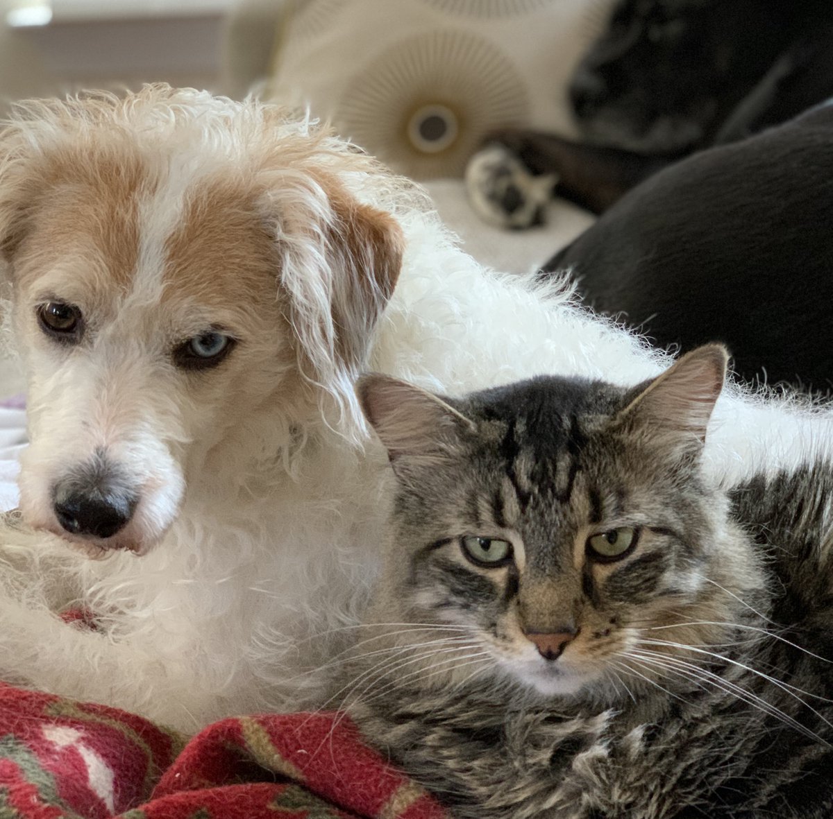 kittycones's tweet photo. Today we visit the vet for a consultation before our big kitty Hayao gets the radioactive iodine treatment for Hyperthyroidism. So worried about this.
Has anyone else gone through this treatment for their kitty?
#sickkitty #petHyperthyroidism #catHyperthyroidism https://t.co/9oR2YRtlXU
