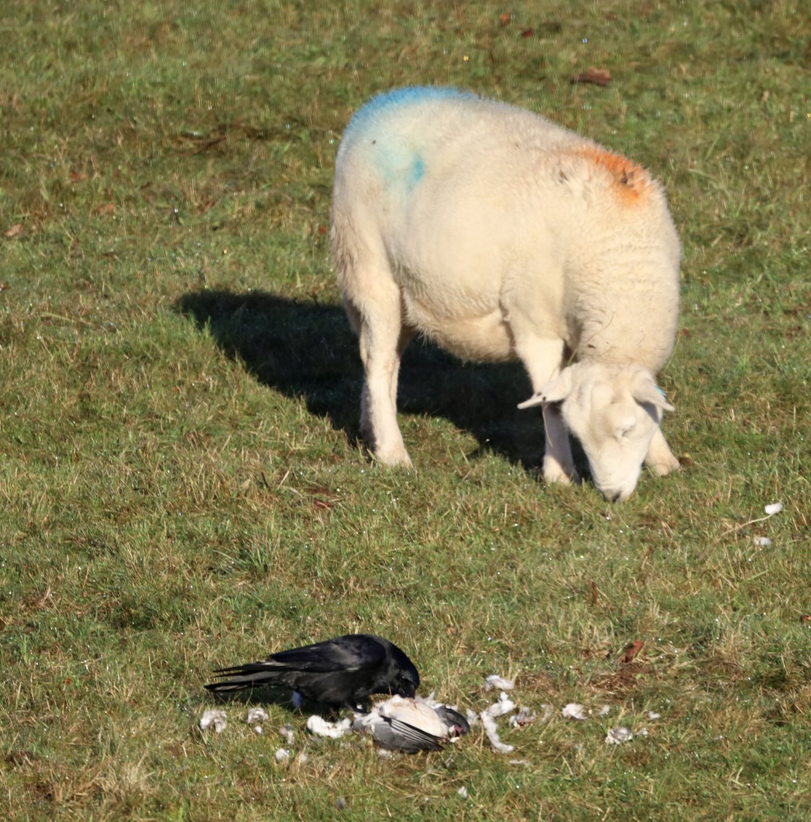 trellechpew's tweet photo. A Kestrel attacked a pigeon and left it for the crows to gorge on !!! #viewfromthepew #trellech #trelleck #monmouthshire @MonMeadows #birdphotography #birds https://t.co/6pGqO0vtxE
