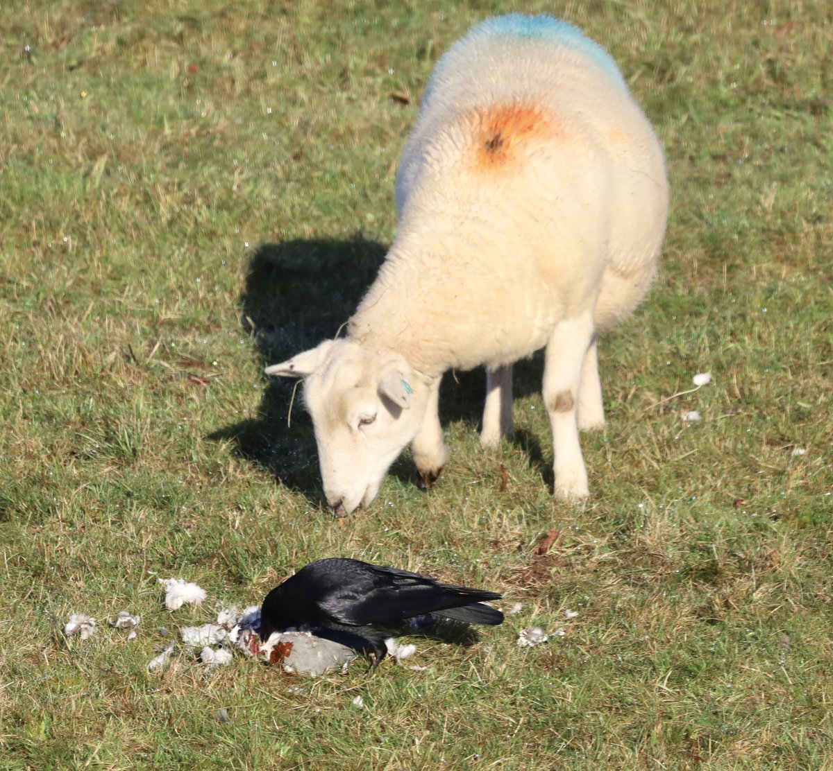 trellechpew's tweet photo. A Kestrel attacked a pigeon and left it for the crows to gorge on !!! #viewfromthepew #trellech #trelleck #monmouthshire @MonMeadows #birdphotography #birds https://t.co/6pGqO0vtxE
