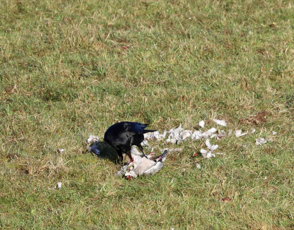 trellechpew's tweet photo. A Kestrel attacked a pigeon and left it for the crows to gorge on !!! #viewfromthepew #trellech #trelleck #monmouthshire @MonMeadows #birdphotography #birds https://t.co/6pGqO0vtxE