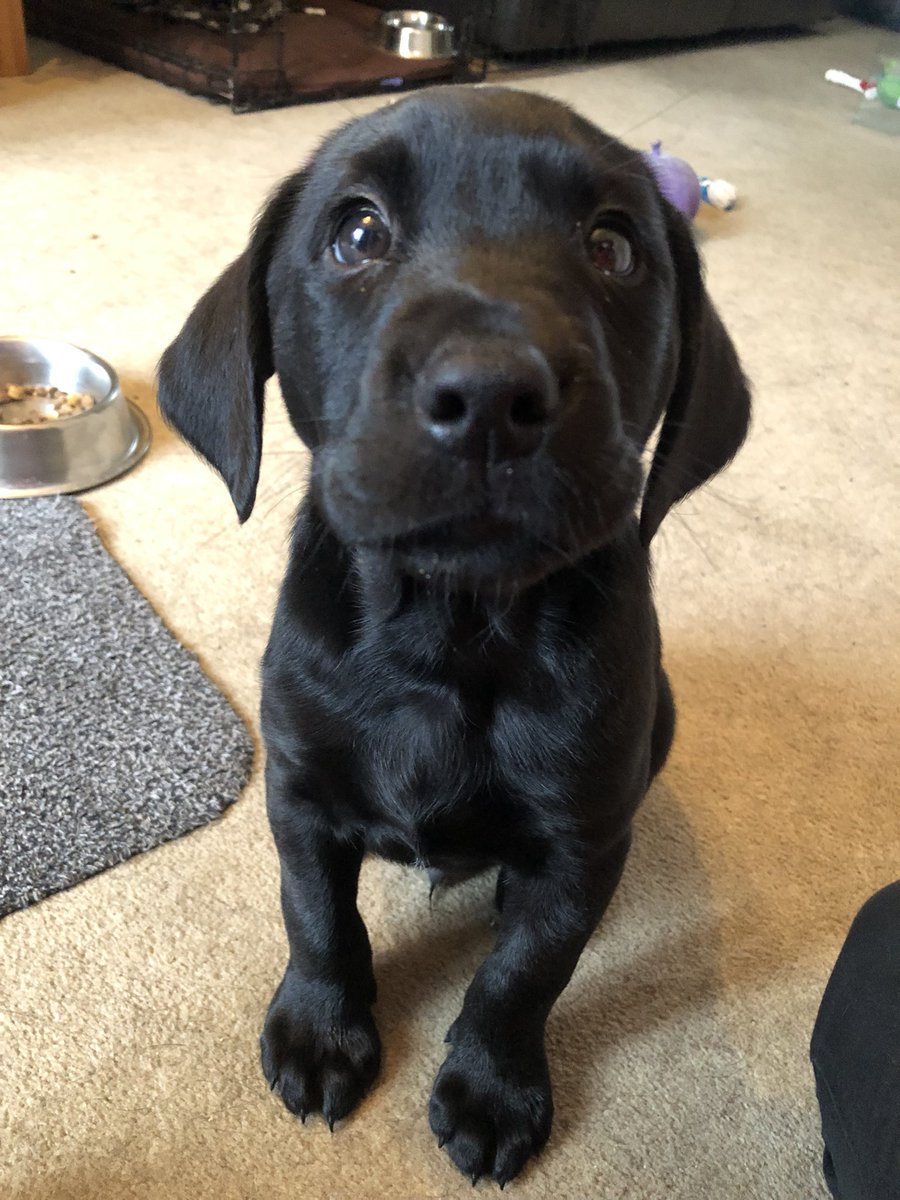 HertsFireDog's tweet photo. So this happened last weekโฆโฆwelcome to our new addition to @HFRS. Our trainee #FireInvestigation dog, name yet to be decided by his sponsors @ComputacenterUK, has arrived & pleased to say that he is settling in very well with us ๐พ๐พ๐พ #Puppy #PuppyLove #CuteFactor #DinkyDog https://t.co/SiSxKMmdtt