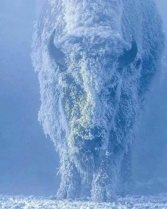 Amazing Picture : 

Bison at 35 below Zero Temperature at Yellowstone National Park, USA. 

PC : Tom Murphy