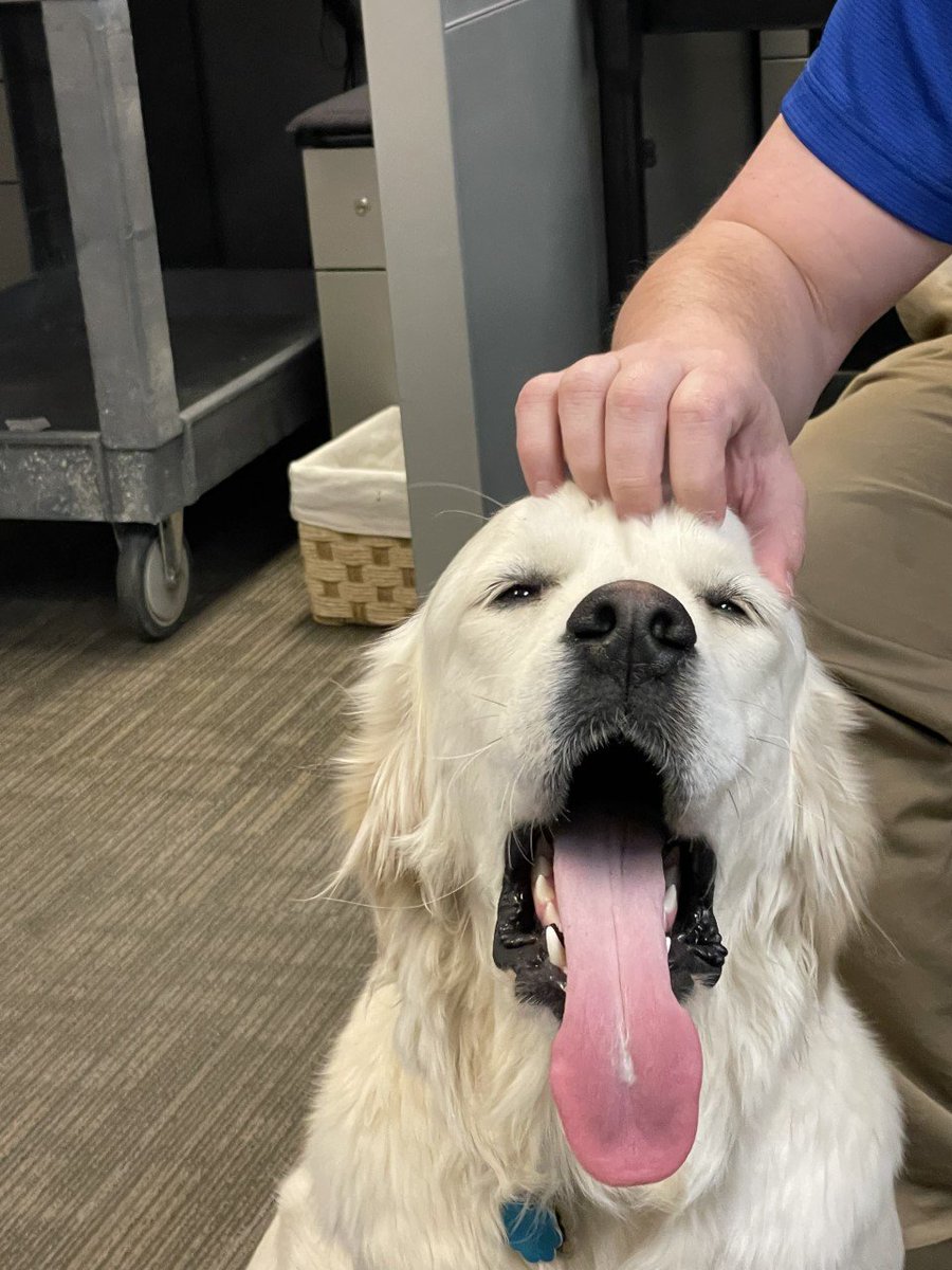 Goooooood morning!  Anyone else need a pup cup to keep going? #slc911 #floratheadorable #dispatchdog