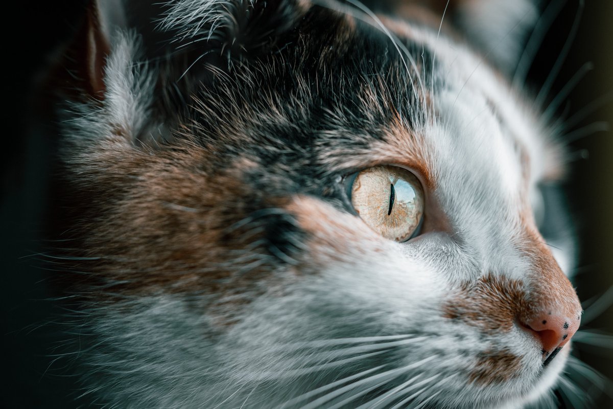 TjWsPhotography's tweet photo. Curious Cat

#curiouscat #cats #photography #petphotography #pets #kitten #kitty #CatsOnTwitter #petportraits https://t.co/QlCxxfd8j8