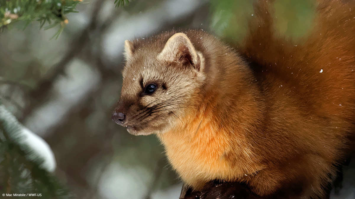 American marten