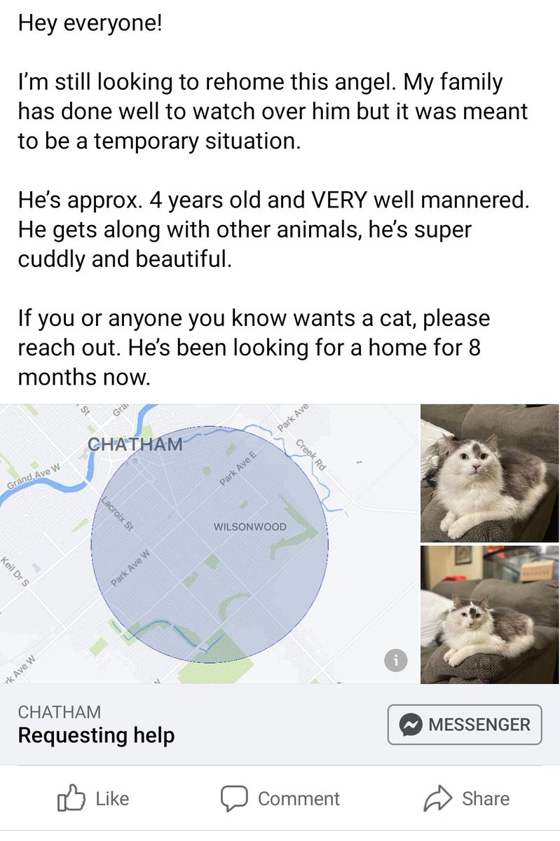 nathanezraaa's tweet photo. RETWEET!! his new owner might be someone who sees this!!

this bebe is looking for a home!! 4 years old super sweet and gets along with other animals!! chatham, ontario!! https://t.co/qeu2L1ZiEQ