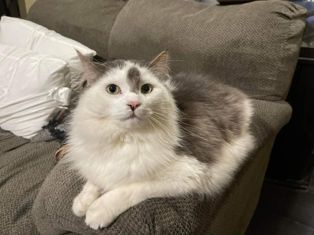 nathanezraaa's tweet photo. RETWEET!! his new owner might be someone who sees this!!

this bebe is looking for a home!! 4 years old super sweet and gets along with other animals!! chatham, ontario!! https://t.co/qeu2L1ZiEQ