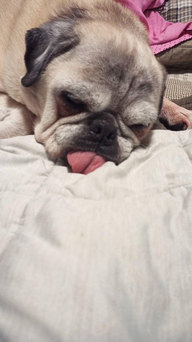 CanadianAcct's tweet image. One of the #benefits of #working from #home. Not to worry we are still on top of your #taxes and #bookkeeping .  #accounting #pugs #tax