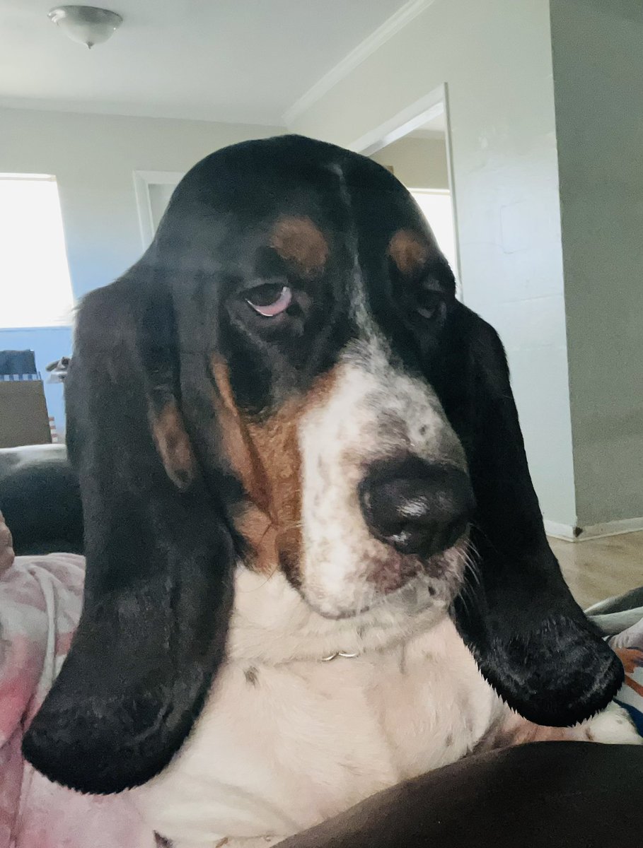 HCombee's tweet image. The dog. The mama.💓