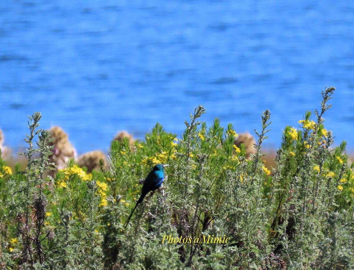 Red-Tufted Sunbird
I spent the better part of the morning watching the iridescent colours based on it's background and lighting
 #KenyaBirds #BirdsSeenIn2022 #birds #birdwatching #NaturePhotography #ThePhotoHour #BBCWildlifePOTD #earthcapture #TwitterNatureCommunity #MtKenya