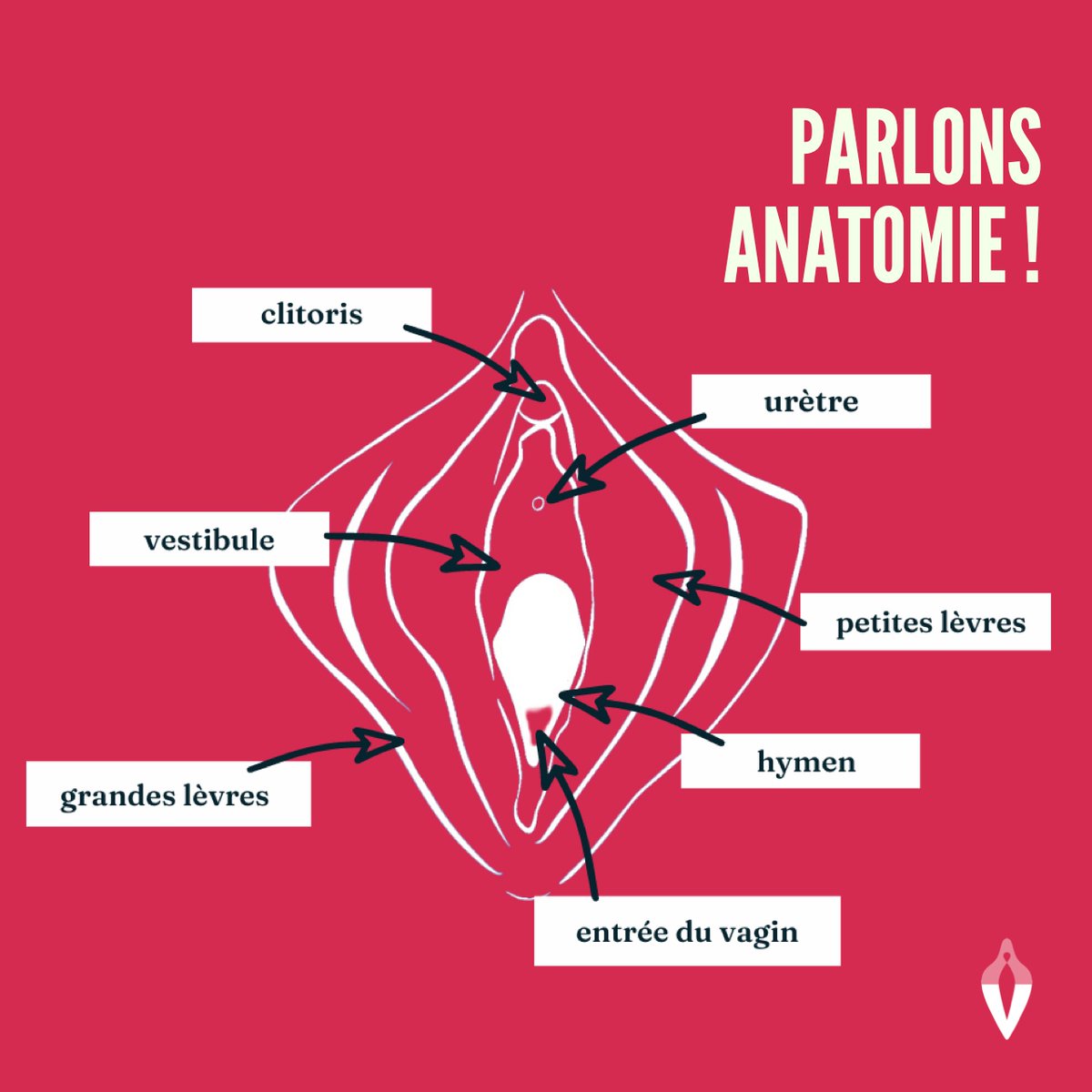 Parlons anatomie ! La vulve désigne les organes génitaux uniquement EXTERNES ! ☝️ On pourrait même dire qu'il s'agit uniquement de la partie "visible" de notre sexe.⁠ ⁠
#vulvae #sante #vulve #vulvamapping