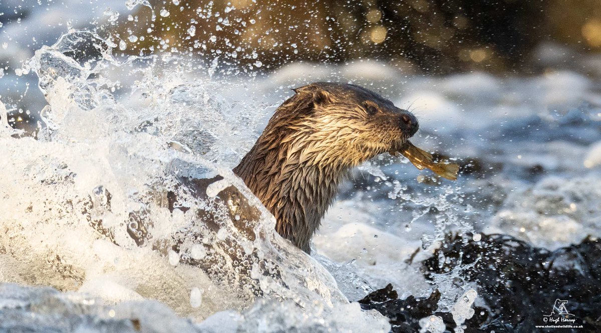 Surf &amp; Turf - lovely to watch and photograph this Otter on the stormy west coast of #Shetland yesterday in glorious winter light.