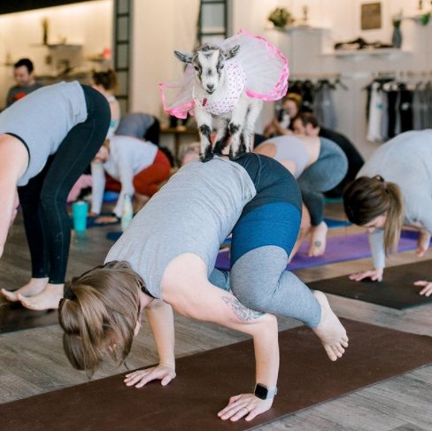 Looking for a way to work towards your 2022 resolution while having fun? Take a GOGA class at @yogaandgoga during your visit to #BeeCave! These adorable goats are sure to make you smile while you get your sweat sesh in🤩🐐🧘‍♀️ 
#visitbeecave #centraltx #texas #tx #au