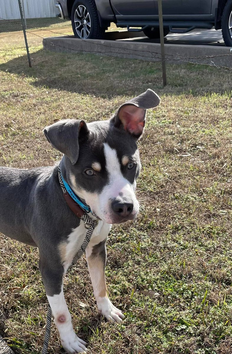 SachseAdopt's tweet photo. Enjoy this rare photo of Joey being still! This was before the field trip to the @Sachse_TX . Once we got there, it was running fun! #adoptapitty #puppylove #shelterdogs https://t.co/zOaEzNkDZ5