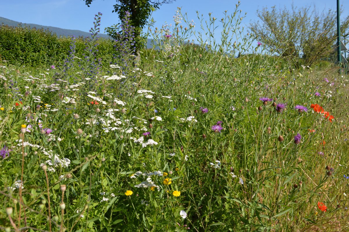 <a href="/VilleLaMotte/">La Motte-Servolex</a> un petit pas de plus pour la biodiversité en ville : la commune a reçu deux nouvelles labellisations pour son action volontariste en faveur de la biodiversité lepetitreporterdu73.com/2022/01/la-mot…