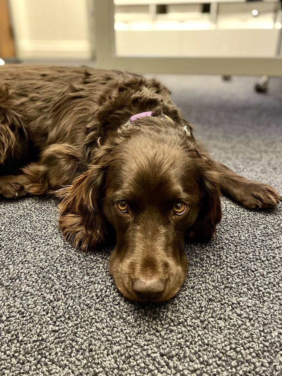 colbertlateshow's tweet photo. It’s not easy being the cutest dog in late night. Here’s a shot of me relaxing after a long day at the office. I had a little accident on stage, but luckily my human was there to clean it up. This is why we rehearse, people! #BennyColbert #LSSC https://t.co/WLs7pAsB3B