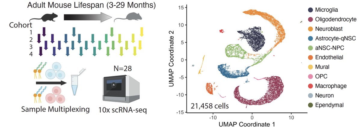 Excited to report that our paper on single-cell based 'aging clocks' for regenerative regions of the brain is on bioRxiv!

HUGE congrats to Matt <a href="/MatttBuckley/">Matt Buckley</a> and Eric <a href="/EricDSun/">Eric Sun</a> and to our fantastic collaborators at Baylor, UCLA, and Stanford! 🎉 

A 🧵

biorxiv.org/content/10.110…