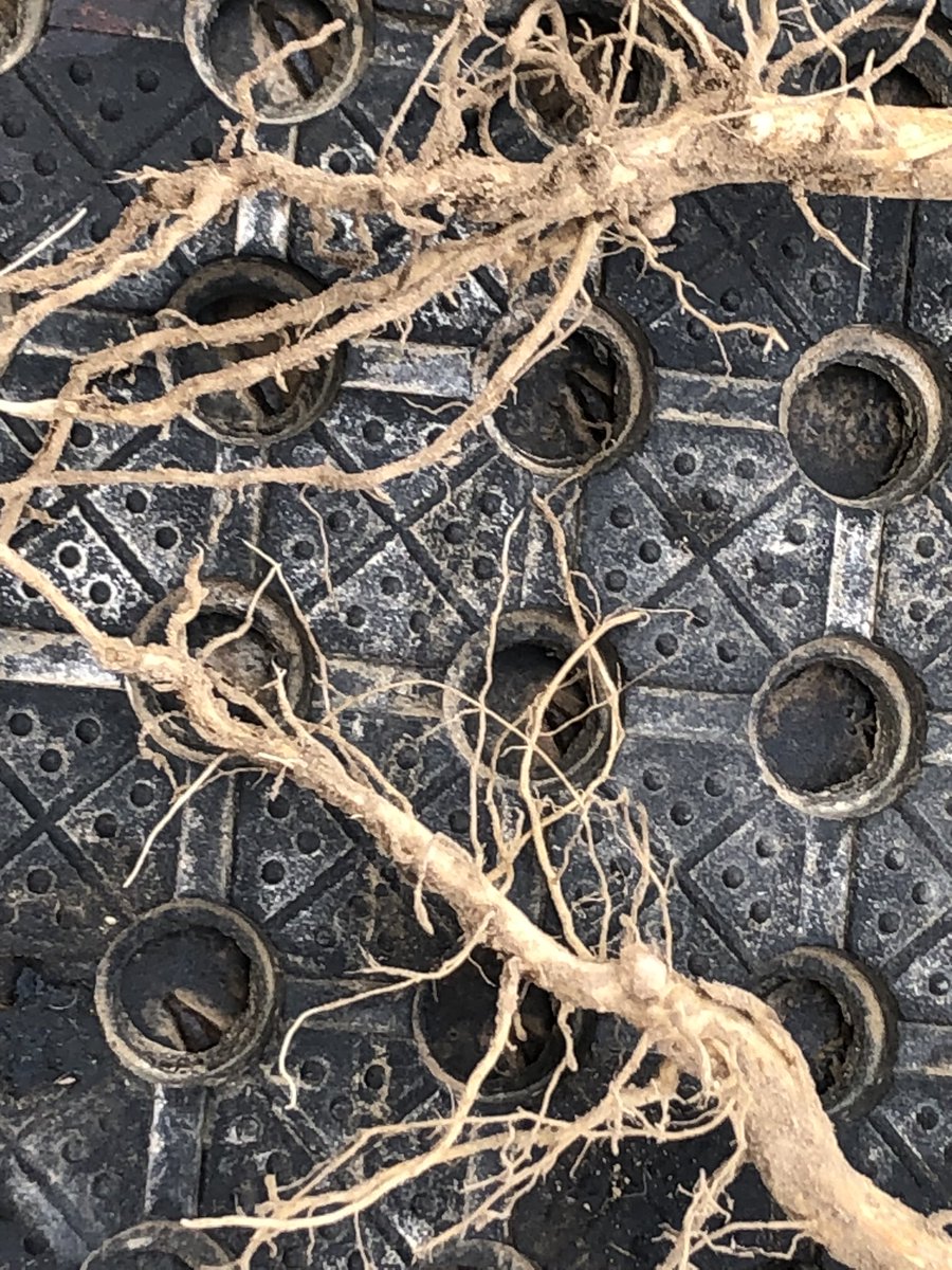 Craig Drum tweet media