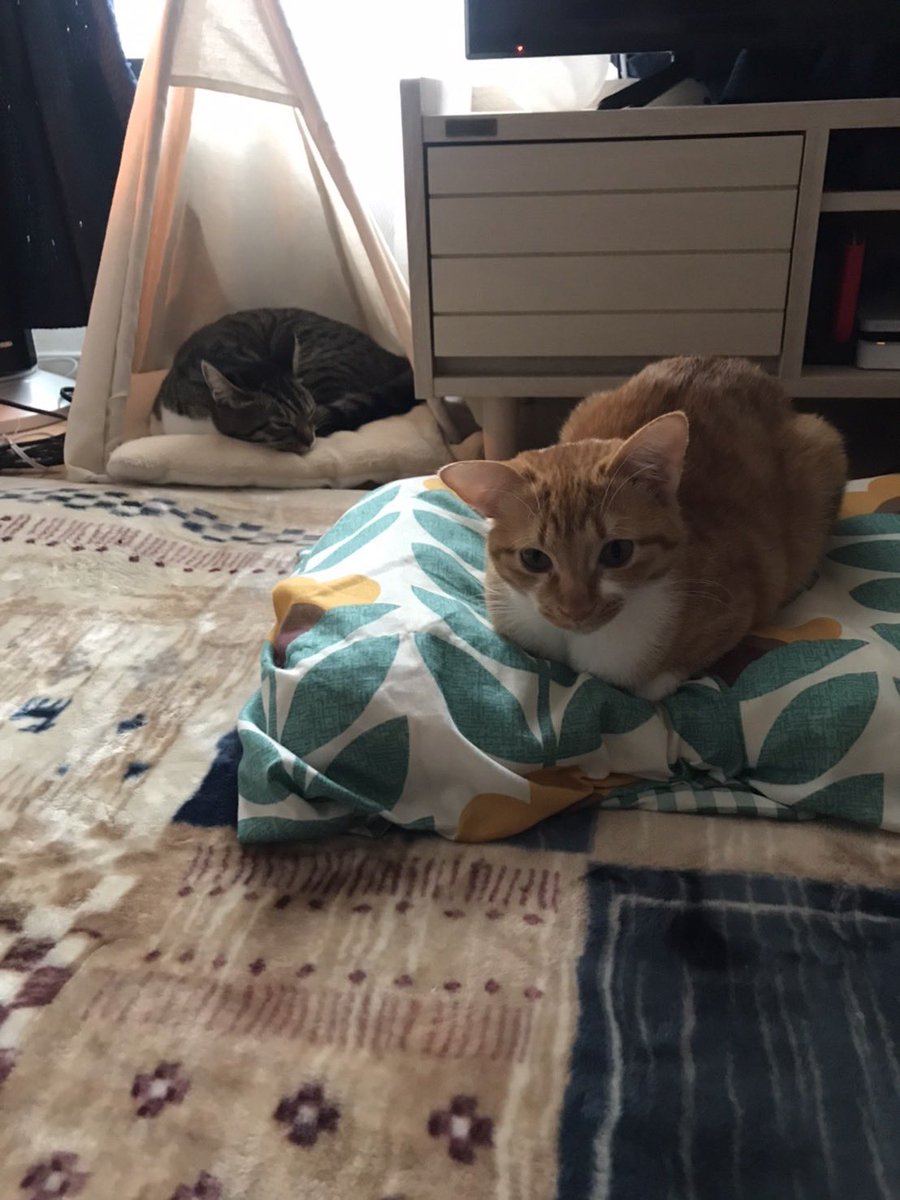 テントを暖かい部屋に持ってきたらまた使ってくれました☺️！ もう１匹は枕の上に😂