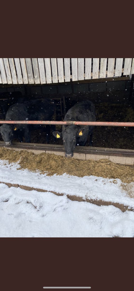 Help required,Looking for farmers to grow Wagyu weanlings for Warrendale Wagyu due to significant growth backed by long term retail contracts. Guaranteed buy back, No price volatility or commissions, all facilitated for you and great stock temperaments. Contact me on 07772525286