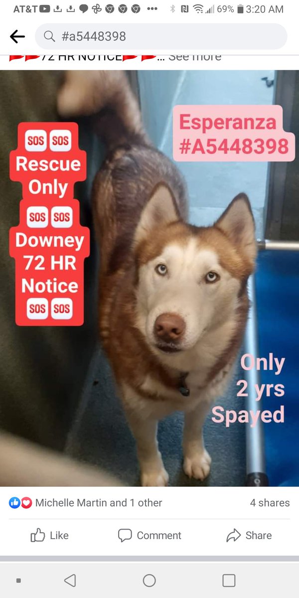 🆘🐾🆘 Beautiful #husky ESPERANZA has been overlooked at Downey #CA ACC and she is WAY past her plea. "Rescue Only" - reason unknown. She needs a #FOSTER &amp; #pledges STAT. She's a small girl, only 51 lb. 
#A5448398 
#dogs #dogsoftwitter #lovedogs #SoCal