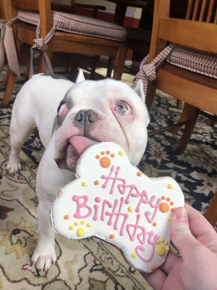 beccapfoley's tweet photo. yes I bought my dog a fancy biscuit for his first birthday. yes you are required to wish him a happy birthday. ❤️ https://t.co/nJ8BS9HCnU