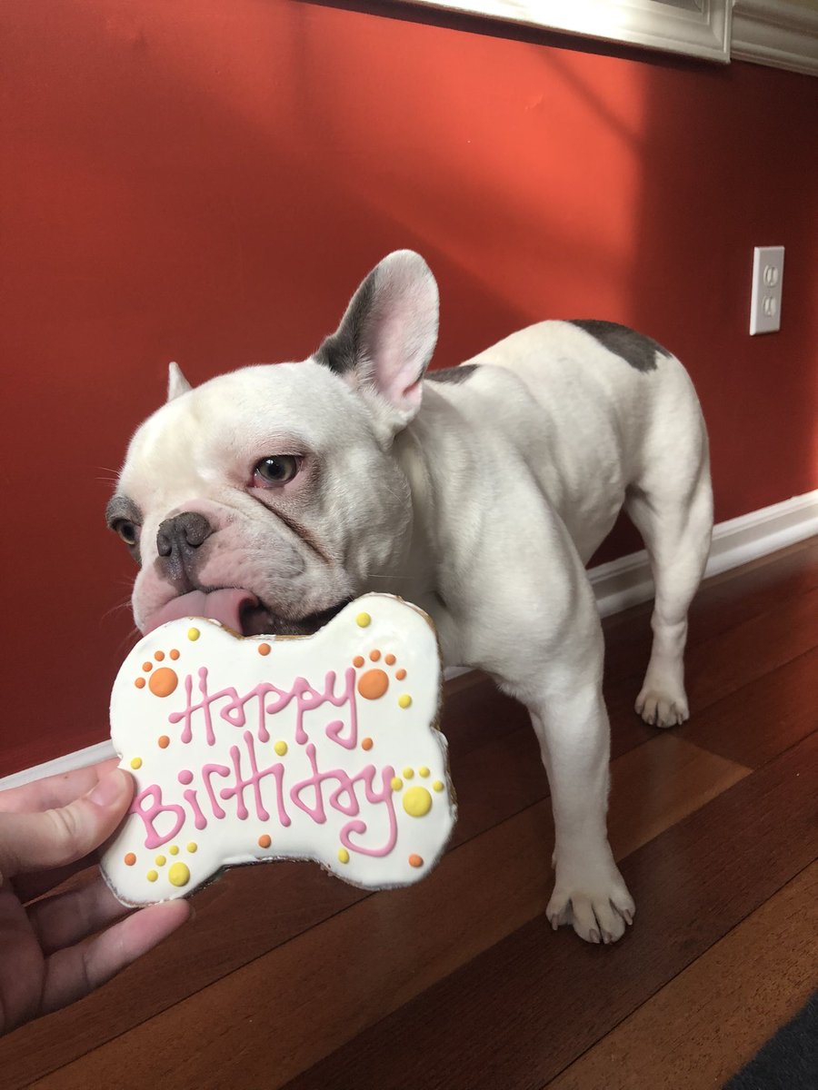 beccapfoley's tweet photo. yes I bought my dog a fancy biscuit for his first birthday. yes you are required to wish him a happy birthday. ❤️ https://t.co/nJ8BS9HCnU