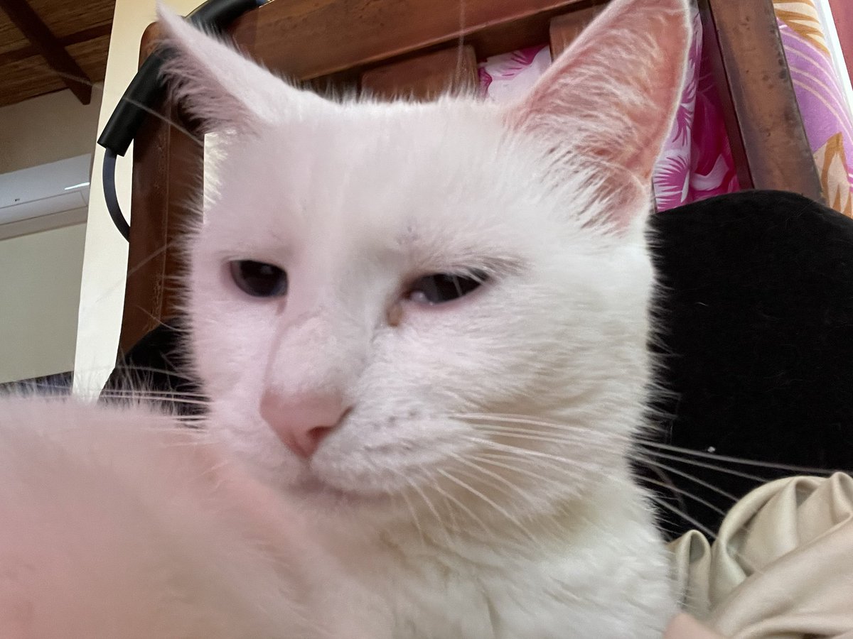 PhilosophiCat tweet media