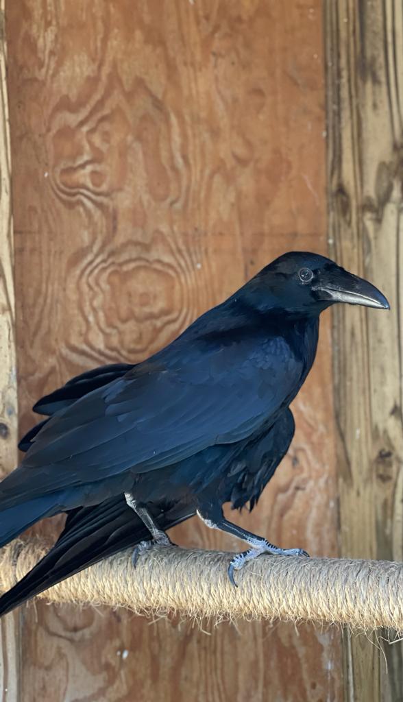 Welcome Poe!
We are excited to introduce a new Wildlife Ambassador to Cedar Run, Poe the Common Raven!  Poe was transferred to Cedar Run in October after being seen grounded for 3 weeks with a fractured wing.  Cedar Run is happy to provide a forever home for him!