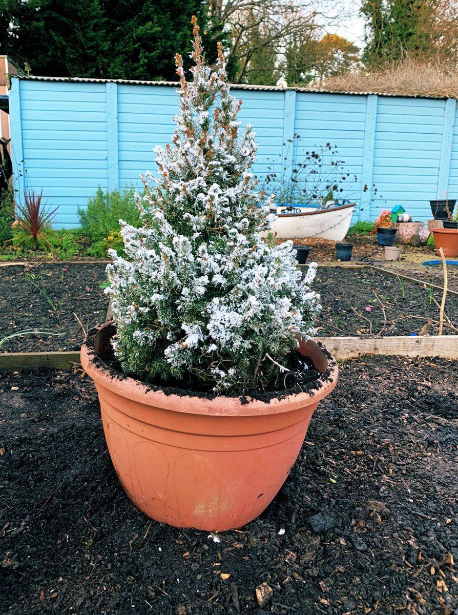 Today we planted a Christmas tree that was donated by Ms Smith and Ms Brackenbury that we can keep for next year! 🎄 <a href="/RBAcad/">Robert Barclay Academy (RBA)</a>