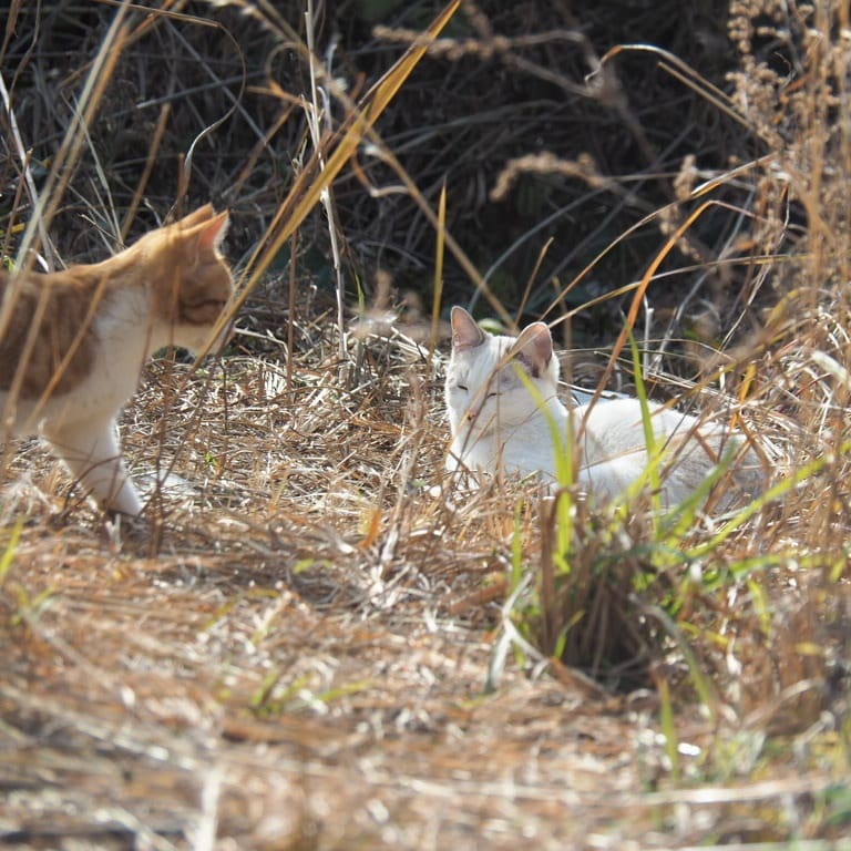 一緒に日向ぼっこ🐈️🐈️