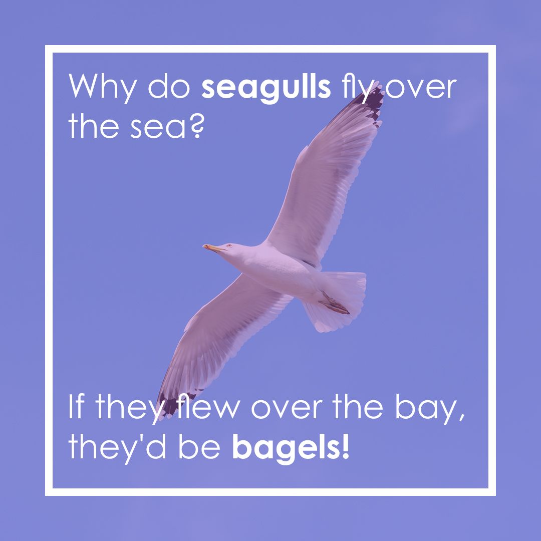 🪶Why do seagulls fly over the sea?
If they flew over the bay, they'd be bagels! 🤷‍♀️

It's #dadjokewednesday and we are here for it 😂

#GlobalSuperyachtMarketing #YachtLife #joke #jokeoftheday #oceanlife #ocean