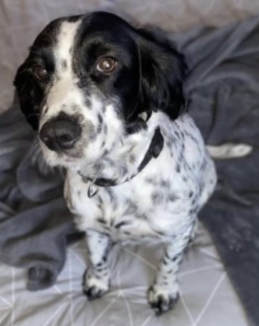 rosieDoc2's tweet photo. #SpanielHour
4 #Spaniels
#STOLEN from #NORTHWEST
PORTIA 24/4/21 from Garden #WA12
https://t.co/ajfiuRp4ST
CASSIE 21/3/21 THEFT BY FINDING? #M38 https://t.co/I7zegiyaLN
BOBBI 16/1/21 on a walk #BB7
https://t.co/0HNg4jZn64
MOLLY 30/1/18 at gate #WN6
https://t.co/RE4NNwwTYy https://t.co/BnejNxWLpN