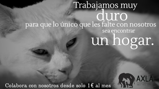 axlamadrid.org tweet media