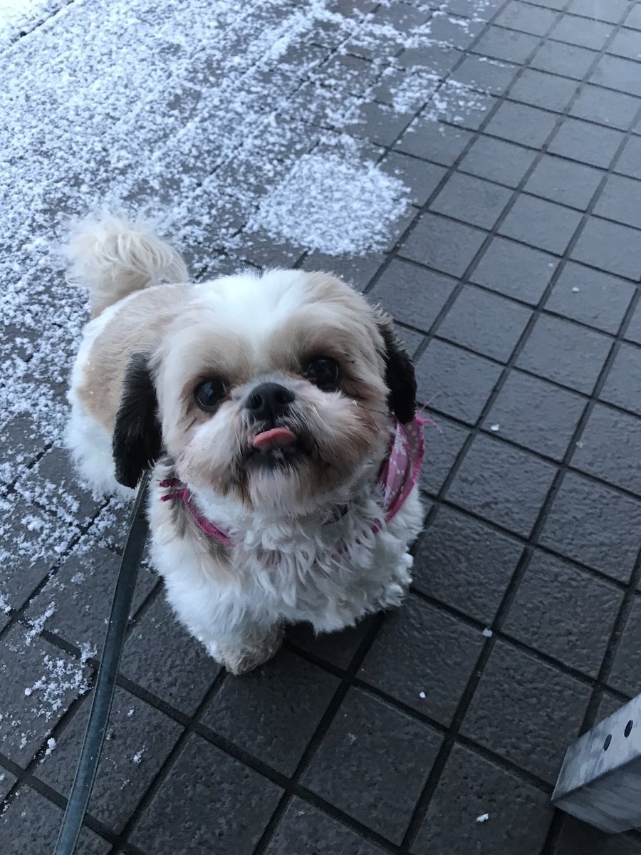 これもシーの最近の写真😆