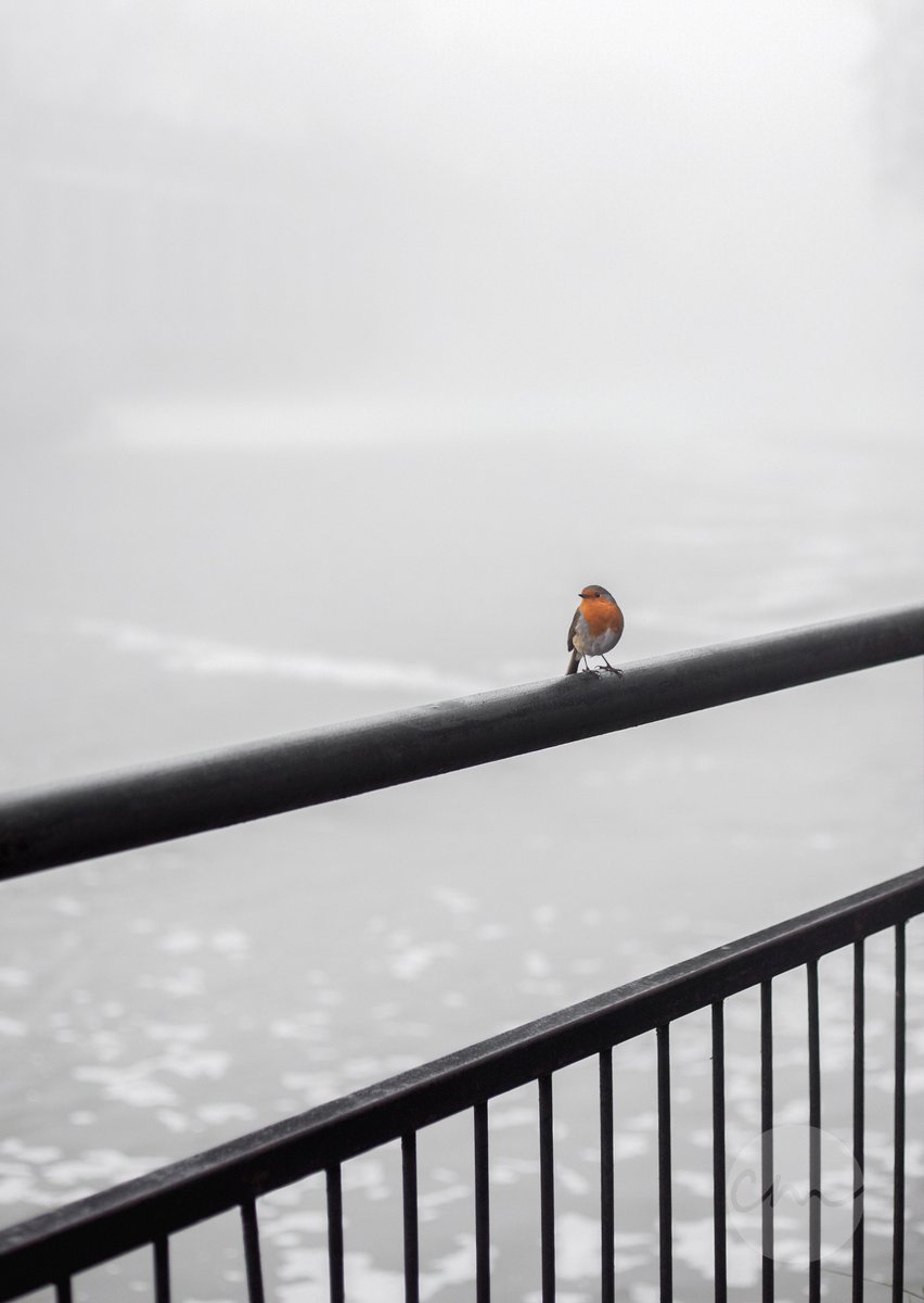 The weir is barely visible behind this little Robin ❤️