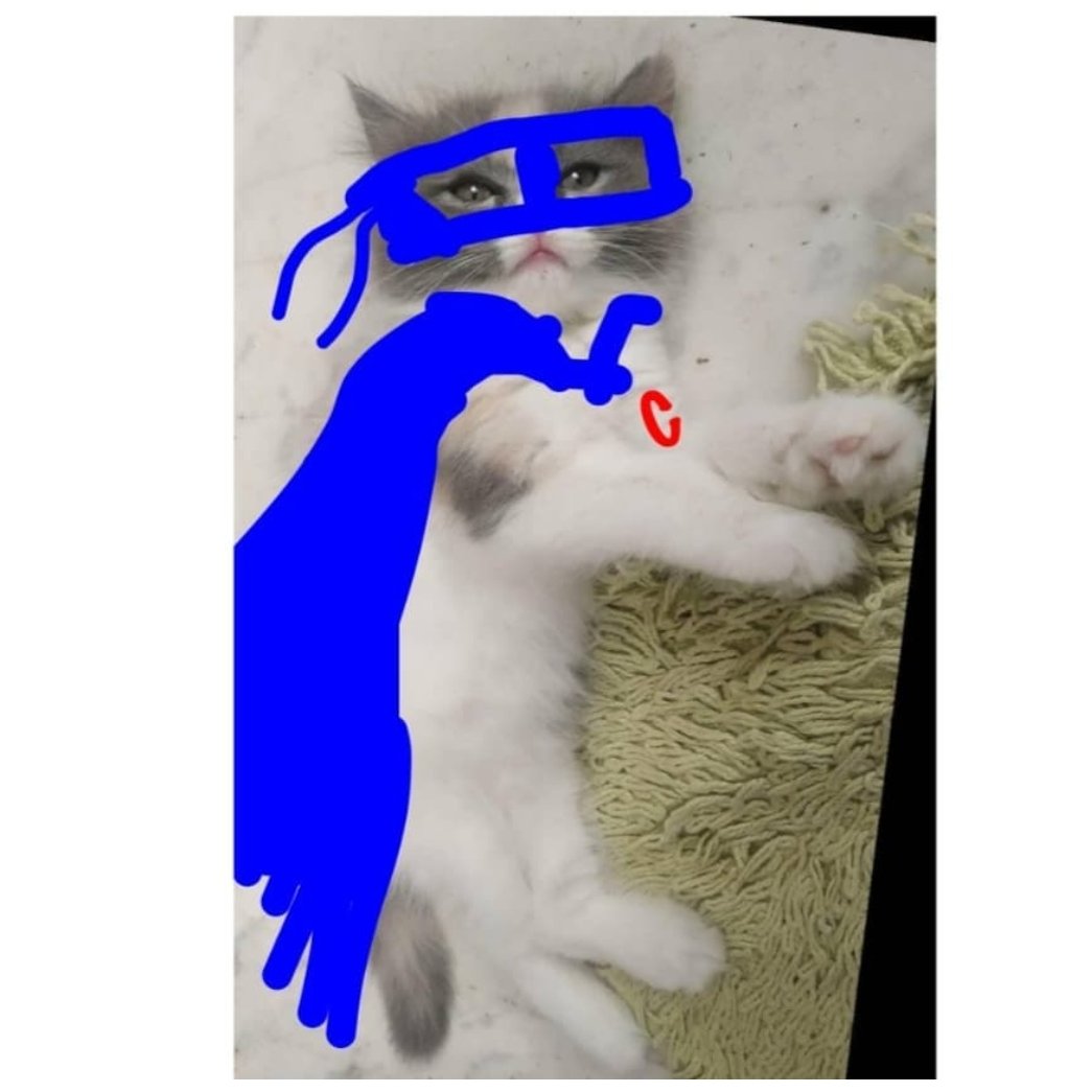 rsnblextremist's tweet photo. @memesiwish Super #cat https://t.co/KF7SkMjwvW